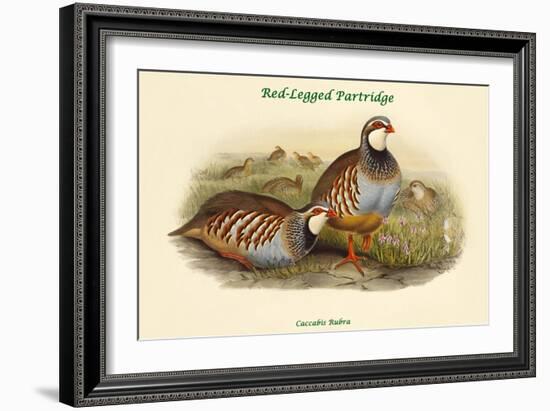 Caccabis Rubra - Red-Legged Partridge-John Gould-Framed Art Print