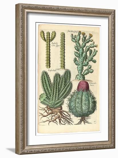 Cacti, 1641-Johann Theodor de Bry-Framed Giclee Print