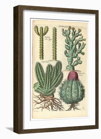 Cacti, 1641-Johann Theodor de Bry-Framed Giclee Print