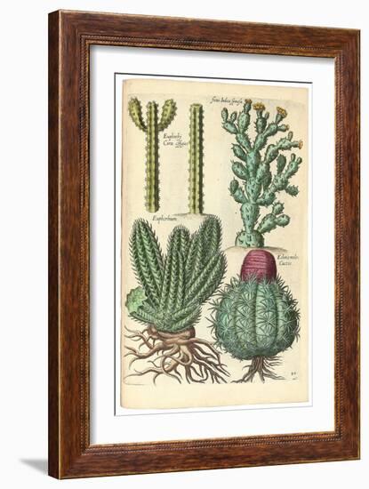 Cacti, 1641-Johann Theodor de Bry-Framed Giclee Print