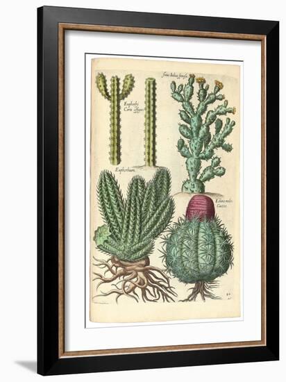 Cacti, 1641-Johann Theodor de Bry-Framed Giclee Print