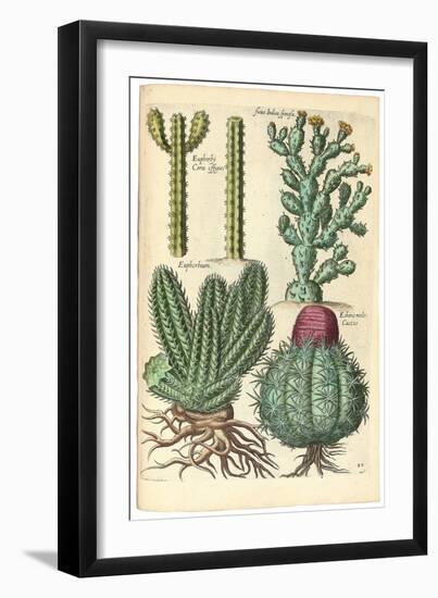 Cacti, 1641-Johann Theodor de Bry-Framed Giclee Print