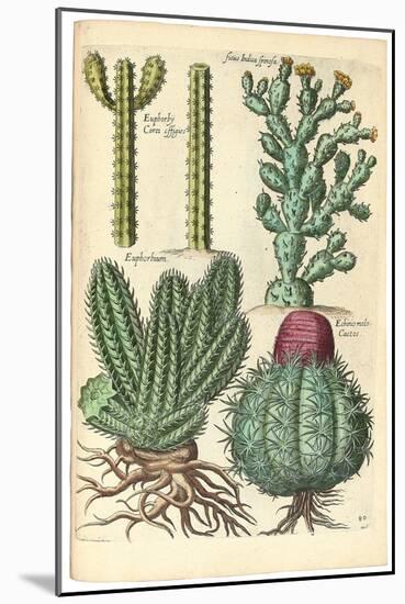 Cacti, 1641-Johann Theodor de Bry-Mounted Giclee Print