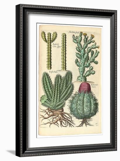 Cacti, 1641-Johann Theodor de Bry-Framed Giclee Print