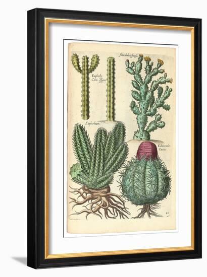 Cacti, 1641-Johann Theodor de Bry-Framed Giclee Print