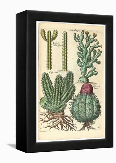 Cacti, 1641-Johann Theodor de Bry-Framed Premier Image Canvas