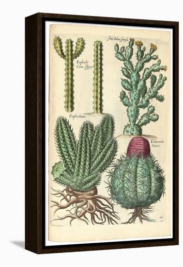 Cacti, 1641-Johann Theodor de Bry-Framed Premier Image Canvas