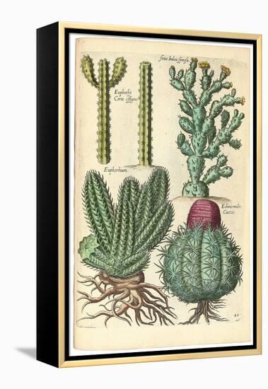 Cacti, 1641-Johann Theodor de Bry-Framed Premier Image Canvas