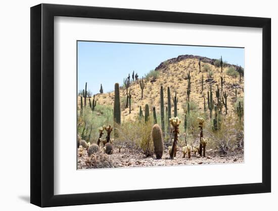 Cacti Cactus Collection - Cacti Desert Hill-Philippe Hugonnard-Framed Photographic Print
