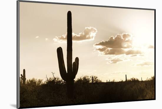 Cacti Cactus Collection - Ray of light-Philippe Hugonnard-Mounted Photographic Print