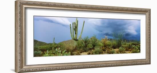 Cacti Growing at Saguaro National Park, Tucson, Arizona, USA-null-Framed Photographic Print