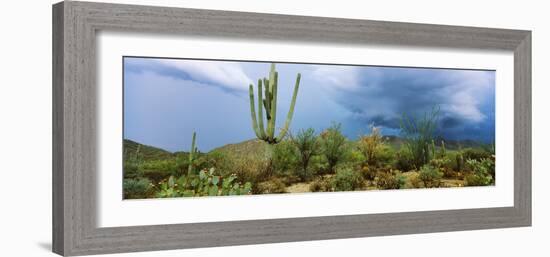 Cacti Growing at Saguaro National Park, Tucson, Arizona, USA-null-Framed Photographic Print