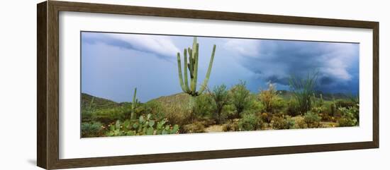 Cacti Growing at Saguaro National Park, Tucson, Arizona, USA-null-Framed Photographic Print