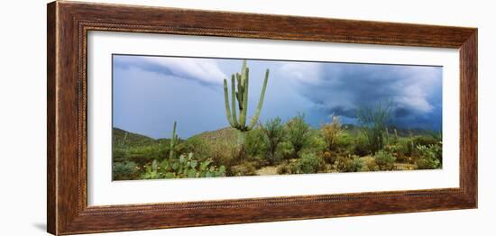 Cacti Growing at Saguaro National Park, Tucson, Arizona, USA-null-Framed Photographic Print