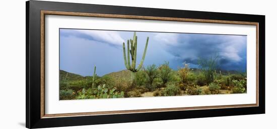 Cacti Growing at Saguaro National Park, Tucson, Arizona, USA-null-Framed Photographic Print