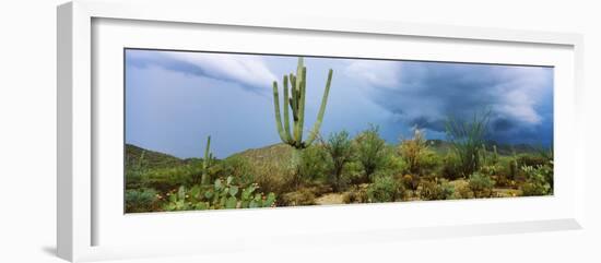 Cacti Growing at Saguaro National Park, Tucson, Arizona, USA-null-Framed Photographic Print