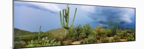 Cacti Growing at Saguaro National Park, Tucson, Arizona, USA-null-Mounted Photographic Print