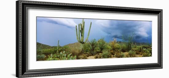 Cacti Growing at Saguaro National Park, Tucson, Arizona, USA-null-Framed Photographic Print