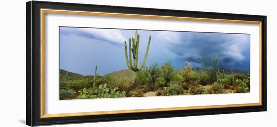 Cacti Growing at Saguaro National Park, Tucson, Arizona, USA-null-Framed Photographic Print