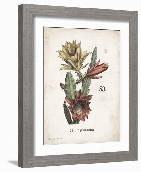 Cacti I-Gwendolyn Babbitt-Framed Art Print