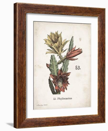 Cacti I-Gwendolyn Babbitt-Framed Art Print