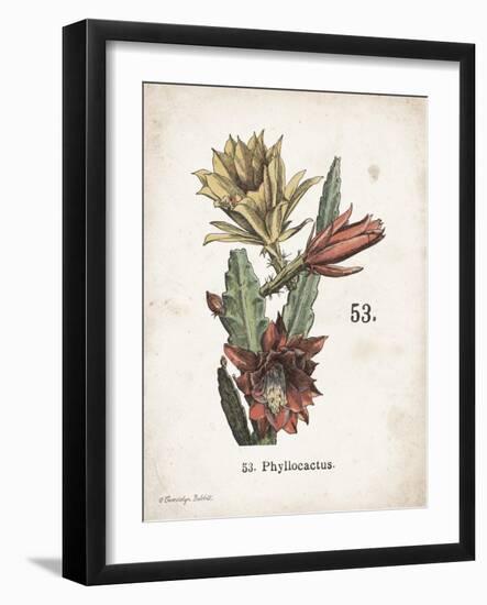 Cacti I-Gwendolyn Babbitt-Framed Art Print