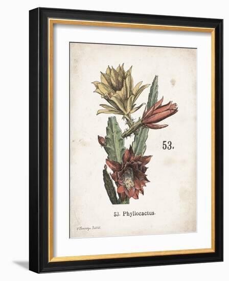 Cacti I-Gwendolyn Babbitt-Framed Art Print