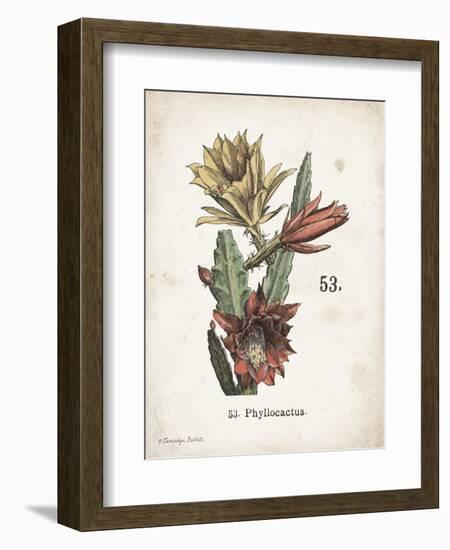 Cacti I-Gwendolyn Babbitt-Framed Art Print