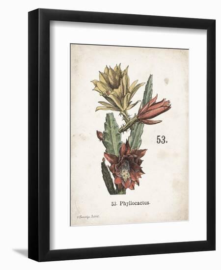 Cacti I-Gwendolyn Babbitt-Framed Art Print