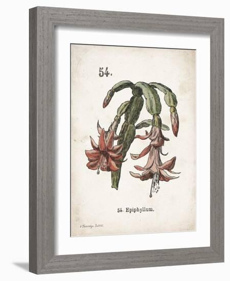 Cacti II-Gwendolyn Babbitt-Framed Art Print