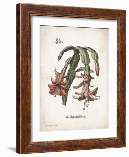 Cacti II-Gwendolyn Babbitt-Framed Art Print