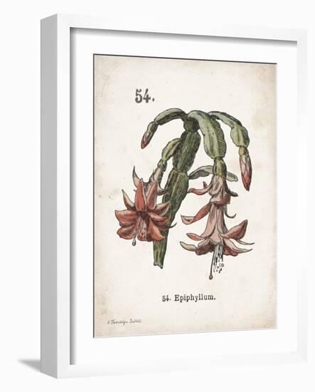 Cacti II-Gwendolyn Babbitt-Framed Art Print