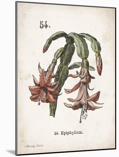 Cacti II-Gwendolyn Babbitt-Mounted Art Print