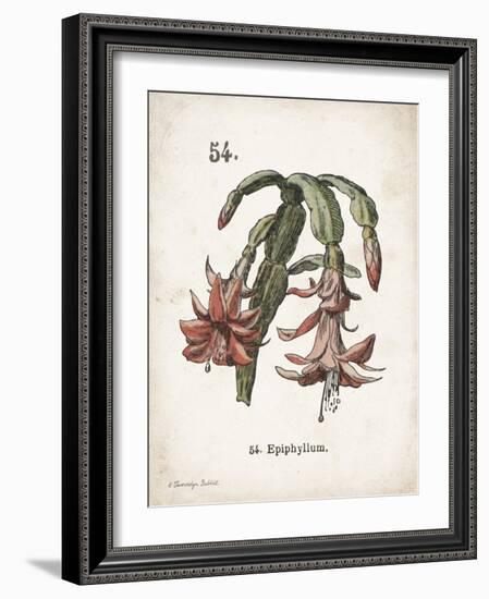 Cacti II-Gwendolyn Babbitt-Framed Art Print