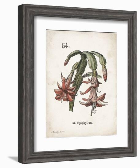 Cacti II-Gwendolyn Babbitt-Framed Art Print