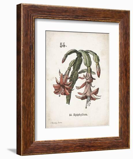 Cacti II-Gwendolyn Babbitt-Framed Art Print