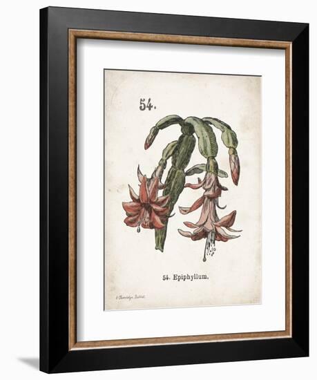 Cacti II-Gwendolyn Babbitt-Framed Art Print