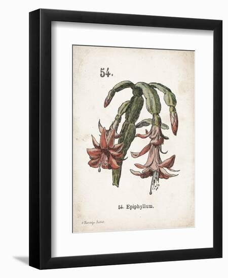 Cacti II-Gwendolyn Babbitt-Framed Art Print