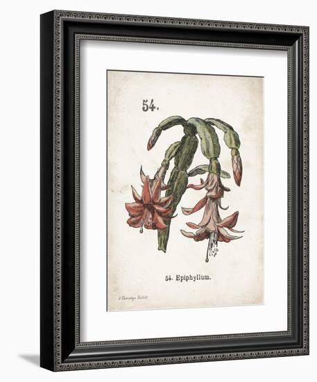 Cacti II-Gwendolyn Babbitt-Framed Art Print