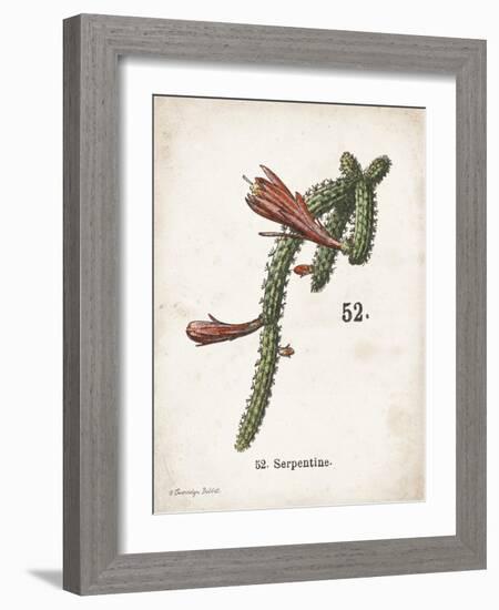 Cacti III-Gwendolyn Babbitt-Framed Art Print