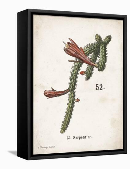 Cacti III-Gwendolyn Babbitt-Framed Stretched Canvas