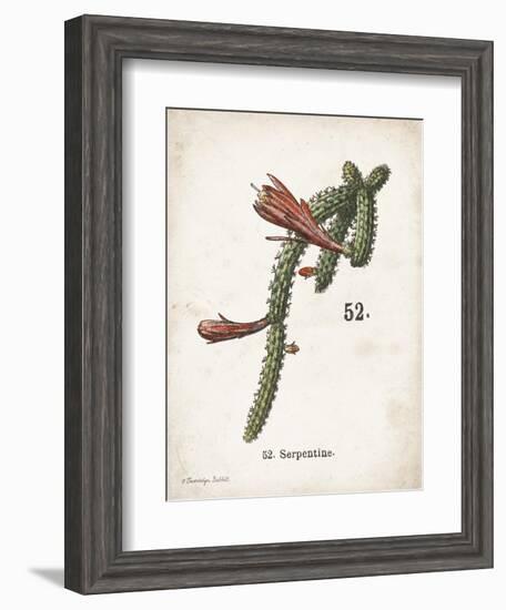 Cacti III-Gwendolyn Babbitt-Framed Art Print