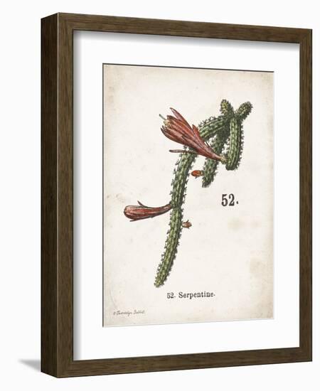 Cacti III-Gwendolyn Babbitt-Framed Art Print