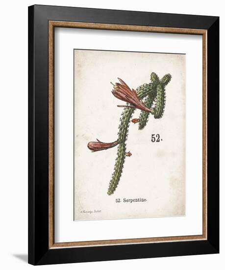 Cacti III-Gwendolyn Babbitt-Framed Art Print