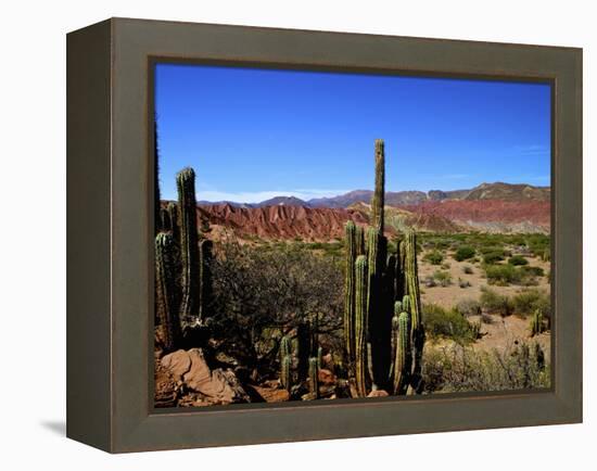 Cacti in Canon del Inca, Tupiza Chichas Range, Andes, Southwestern Bolivia, South America-Simon Montgomery-Framed Premier Image Canvas