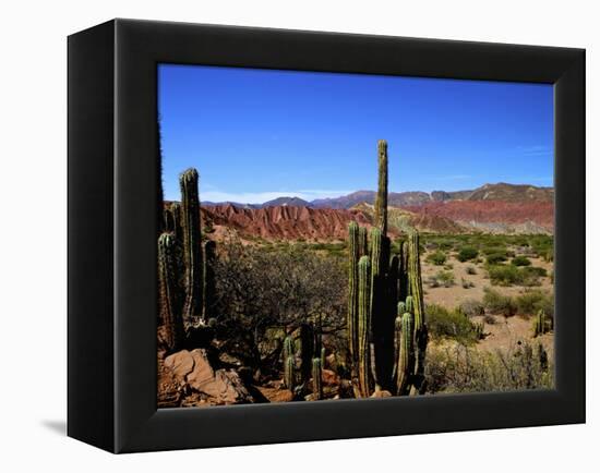 Cacti in Canon del Inca, Tupiza Chichas Range, Andes, Southwestern Bolivia, South America-Simon Montgomery-Framed Premier Image Canvas