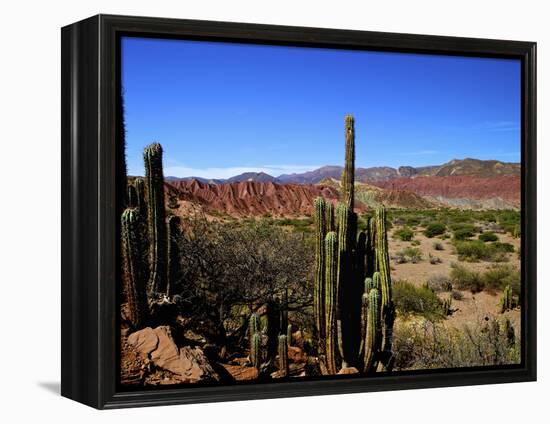 Cacti in Canon del Inca, Tupiza Chichas Range, Andes, Southwestern Bolivia, South America-Simon Montgomery-Framed Premier Image Canvas