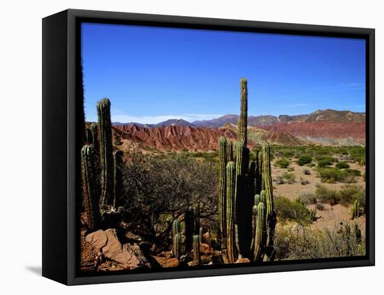 Cacti in Canon del Inca, Tupiza Chichas Range, Andes, Southwestern Bolivia, South America-Simon Montgomery-Framed Premier Image Canvas