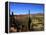 Cacti in Canon del Inca, Tupiza Chichas Range, Andes, Southwestern Bolivia, South America-Simon Montgomery-Framed Premier Image Canvas