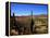 Cacti in Canon del Inca, Tupiza Chichas Range, Andes, Southwestern Bolivia, South America-Simon Montgomery-Framed Premier Image Canvas